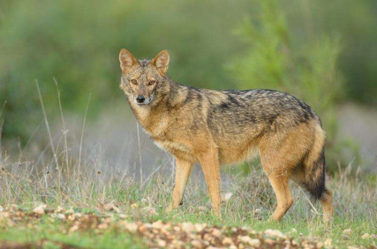 Proximity to humans could lead to jackal domestication, Israeli study finds