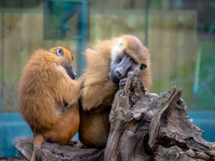 Adult friendships can overcome childhood trauma, even in baboons: Study