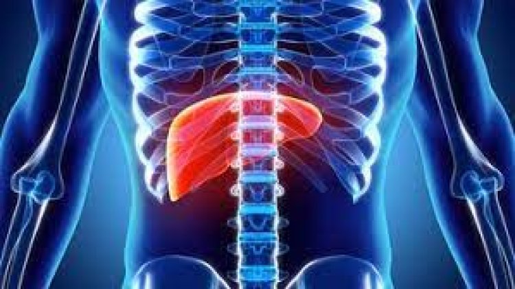 Study reveals how B cells promote liver cancer with dangerous dual strategy