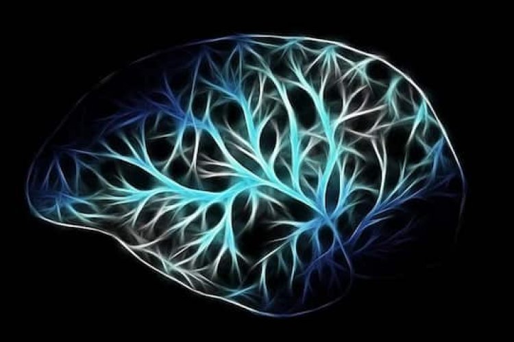 Vitamin D affects growing neurons in brain's dopamine circuit: Study