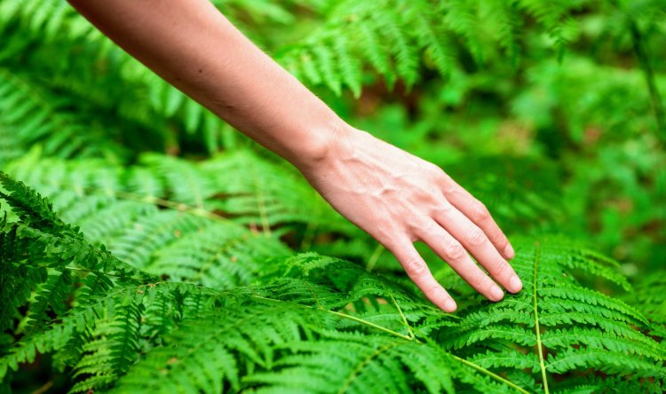 Study finds that plants can detect touch