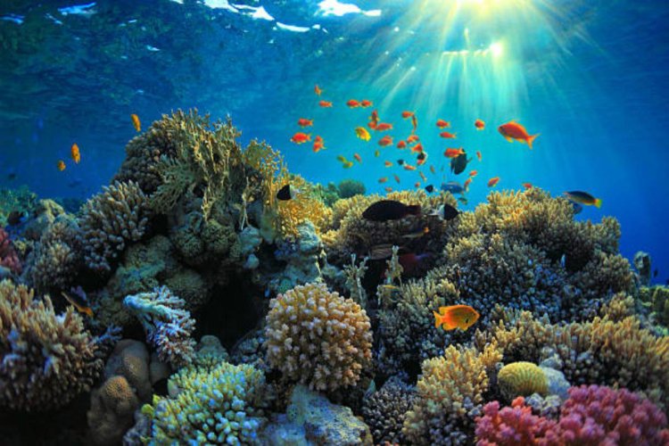 Climate change could cause disease to 76.8% of corals by 2100: Report