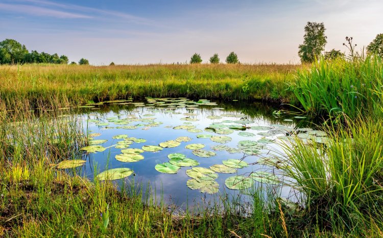 Study reveals measuring greenhouse gas from ponds improves climate predictions