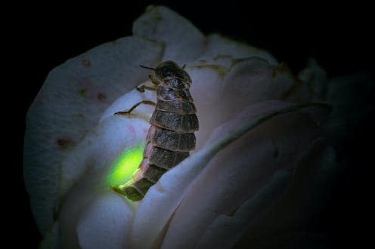 Human light pollution risks extinguishing glow-worms: Study