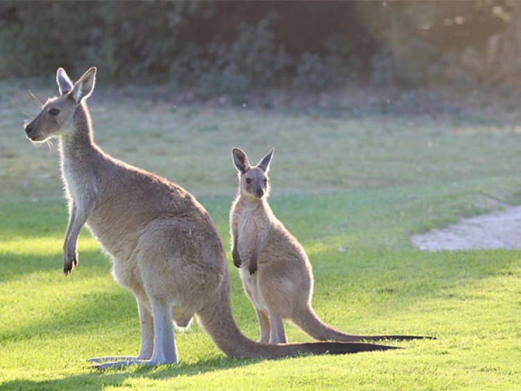 Skipping evolution: Study finds some kangaroos didn't hop
