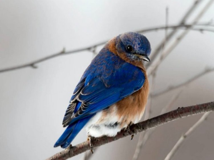 Male birds who are able to repeat song notes attract female mate: Study