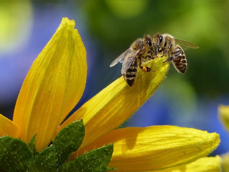 Immune-boosting therapy helps honey bees fight viruses: Study