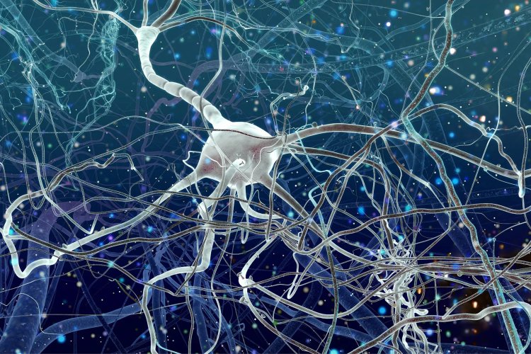Researchers find neurons linked to chronic stress