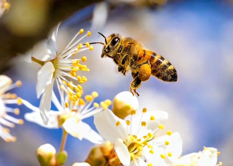 Omega-3 oil counteracts toxic effects of pesticides in pollinators: Study