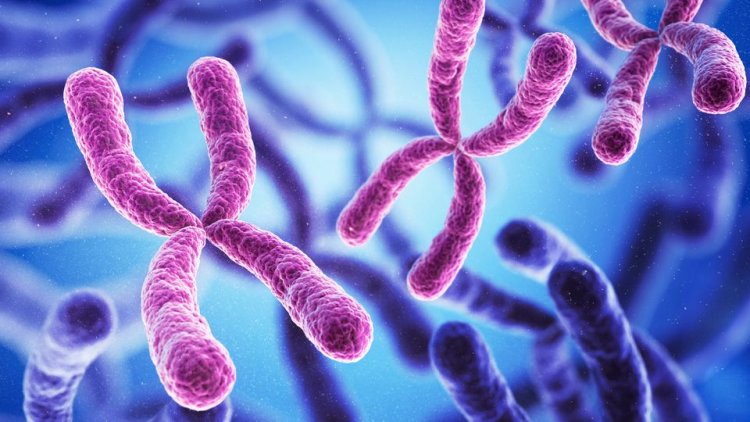 Eliminating extra chromosomes in cancer cells prevent tumor growth: Study