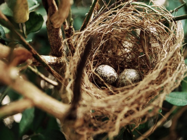 Man-made materials in nests can bring risks for birds: Study