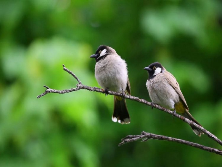 Beak shape determines nest material selected by birds: Study