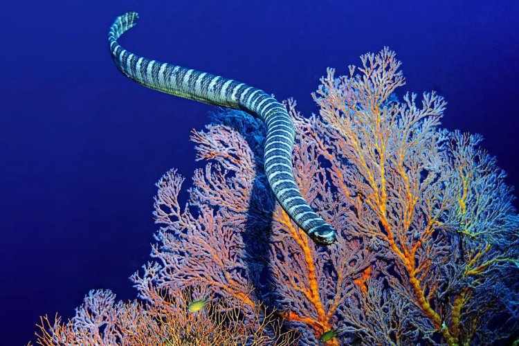 Sea snakes might have evolved to see colors again: Research