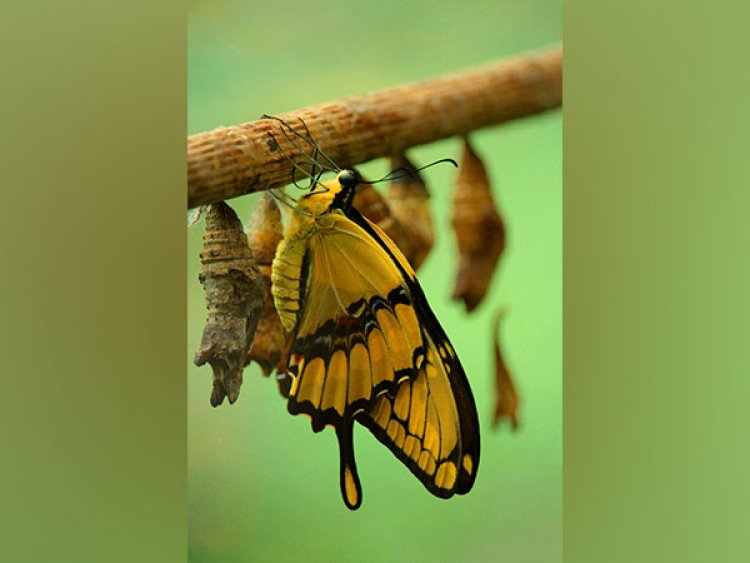 Research reveals Butterflies, moths share ancient ‘blocks’ of DNA