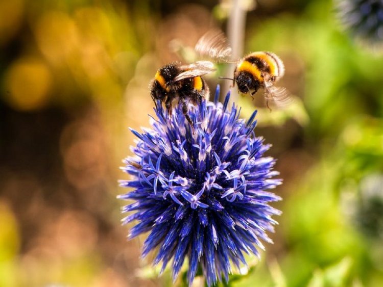 Study sheds light on connection of warmer springs, bees waking up earlier