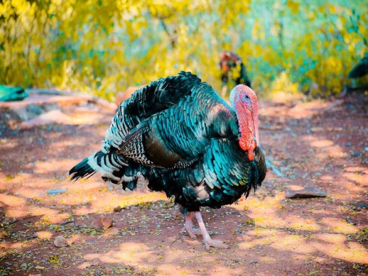 Climate change may not affect the timing of turkey nesting, finds study