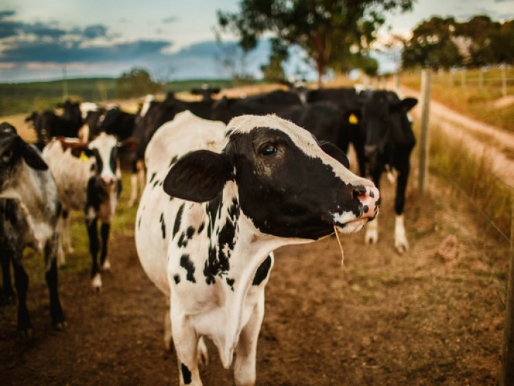 Most milk alternatives lack nutritional value of cow's milk: Study