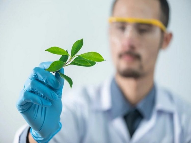 Research improves understanding of how bacteria aid plant growth