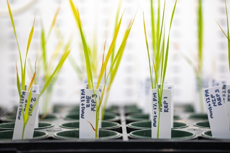 Gene editing improves grain quality, lowers heat stress in rice: Study