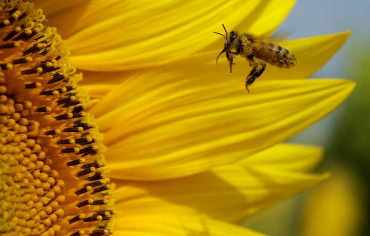 Bees probably originated from ancient supercontinent earlier than suspected: Study