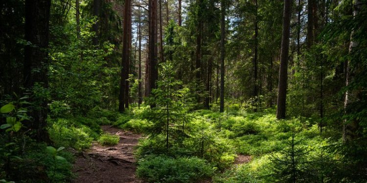 Research reveals secondary forests more sensitive to drought than primary forests