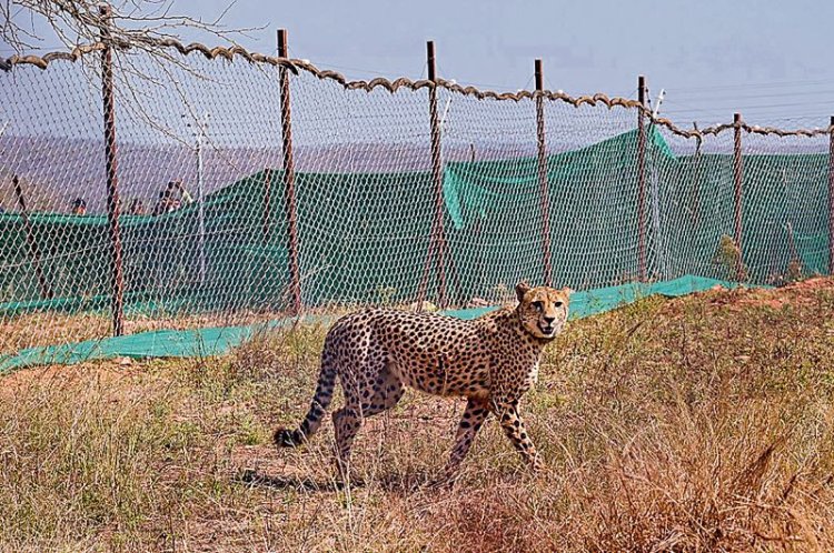 India should go for younger cheetahs habituated to humans: African experts