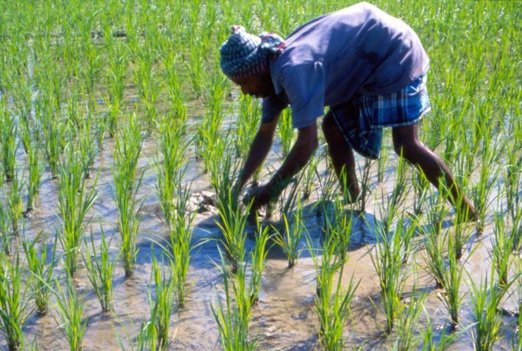 87% sowing completed for Kharif season 2023 in Maharashtra: Official