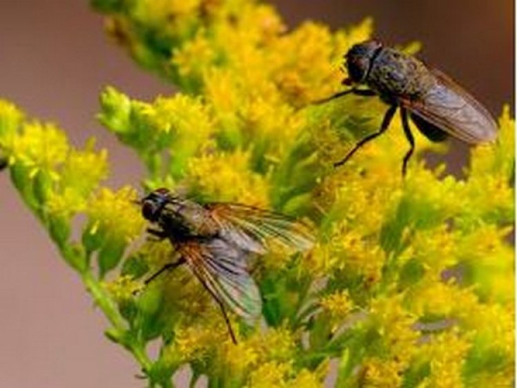 Researchers find method of transforming flies into degradable plastics