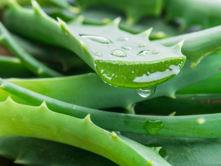 Aloe vera peels that have been discarded could be sustainable resource: Study