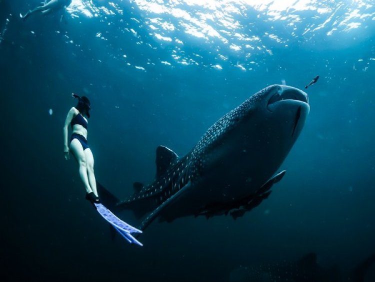 Whale shark health dependent on habitat, nutrition, and right mix of microbes: Study
