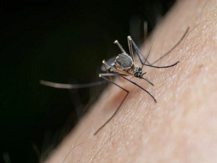 Study uncovers 'concerning' defect in malaria diagnosis