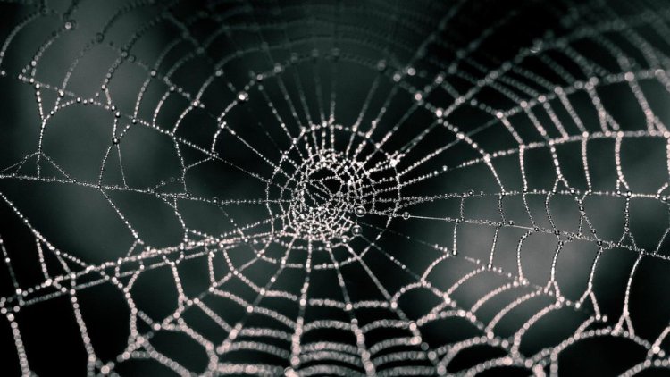 To harvest fresh water out of vapour in air, researchers take inspiration from spider webs, beetles