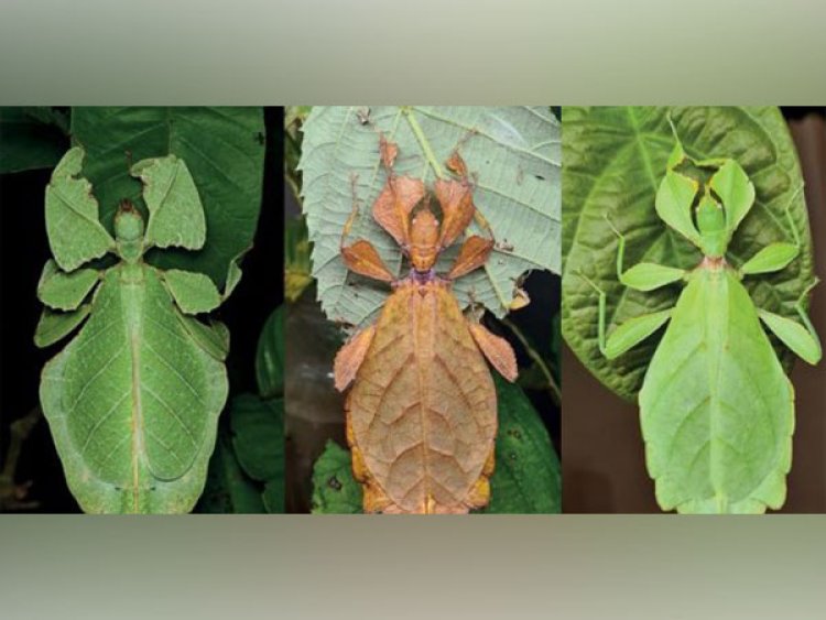 Researchers finds seven new species of leaf insects