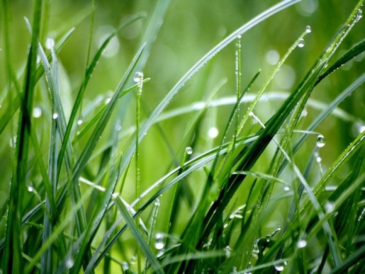 Study sheds light on role of grasses in climate change control