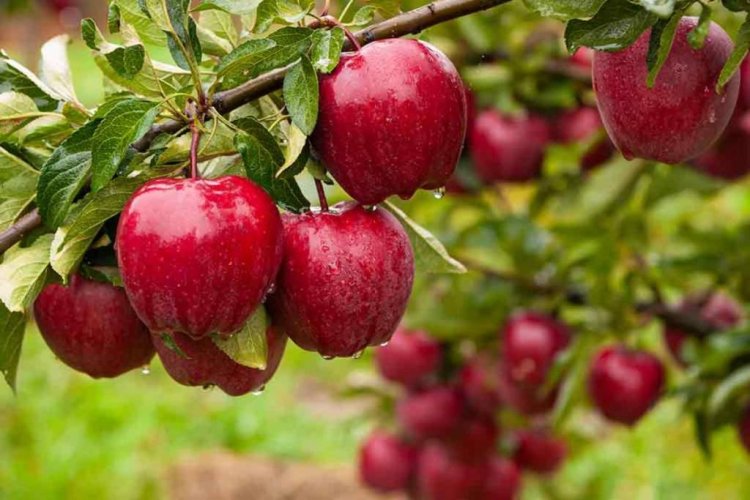 Oppn slams decision to cut import duty on apples from US, Centre defends