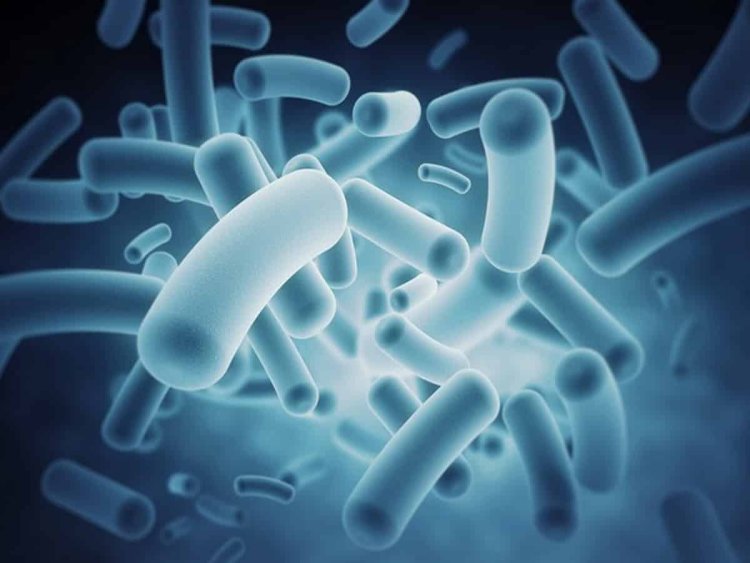 Research reveals bacteria generate electricity from wastewater