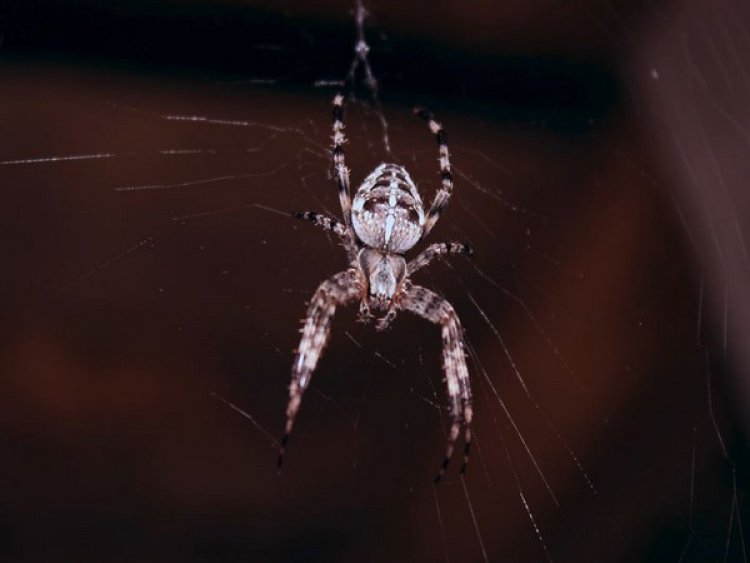 Some spiders may transfer mercury contamination to land animals: Study