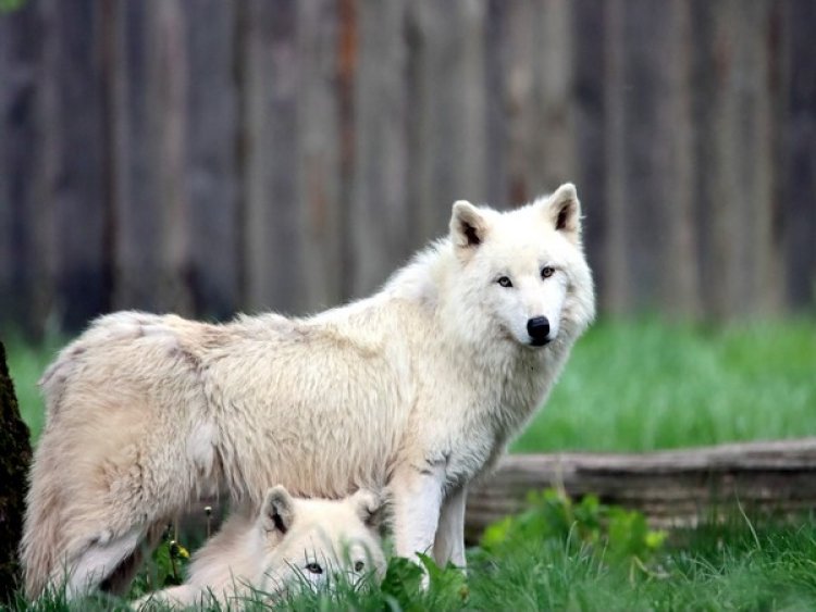 Wolves, dogs appear to remember where people hid food: Research
