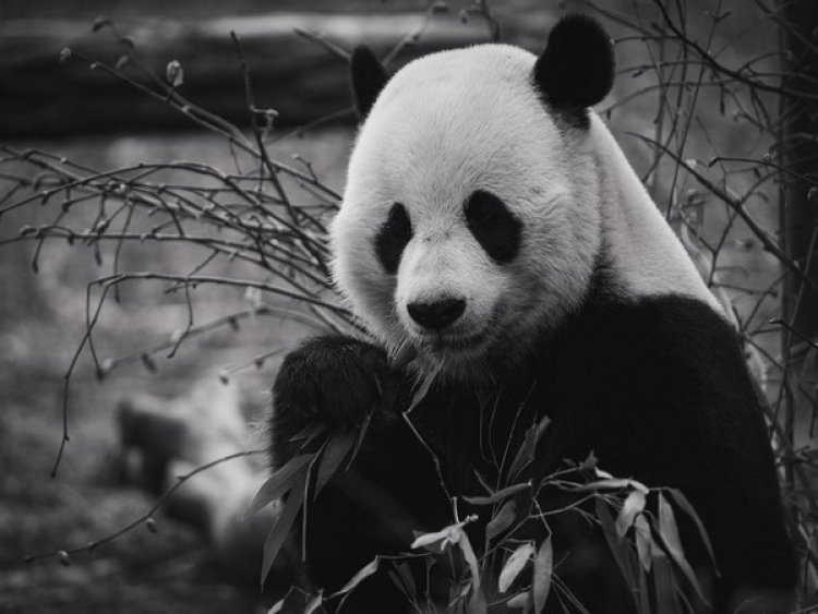 Giant pandas living outside latitude of normal range are less active: Study