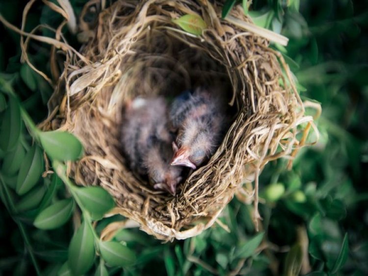 Ground-nesting birds build their nests to protect themselves from predators: Study