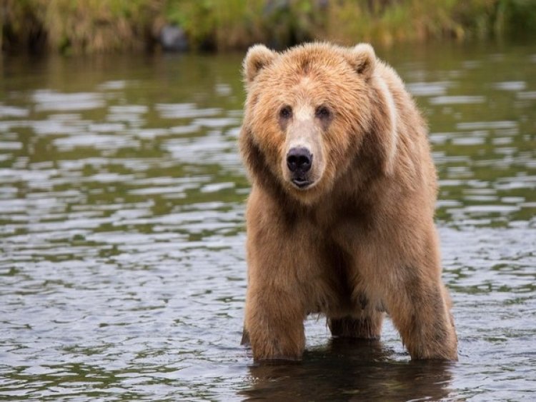 Study reveals most critical issues for grizzly bear conservation