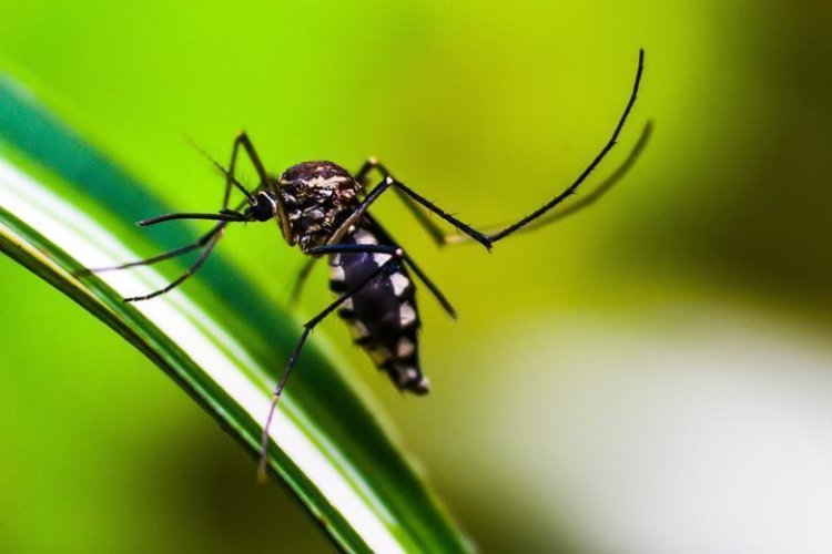 Study reveals discovery of mosquitoes could lead to new strategy against dengue fever and other mosquito-borne vectors