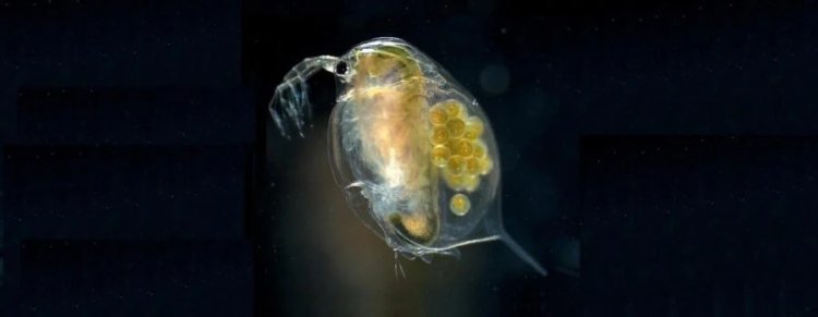 Water Fleas hold key to cleaner environment, better human health: Research