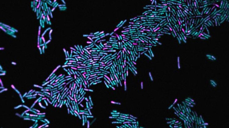 Study reveals how bacteria can organize themselves