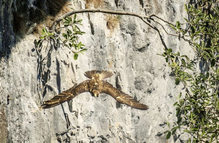 Peregrine falcons set out false alarms to make prey simpler to catch: Study