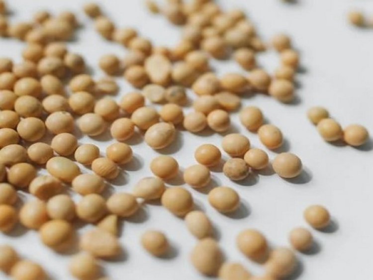 Study finds new method to measure ozone stress in soybeans