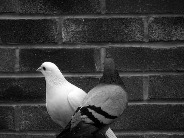 Study shows pigeons match wits with artificial intelligence