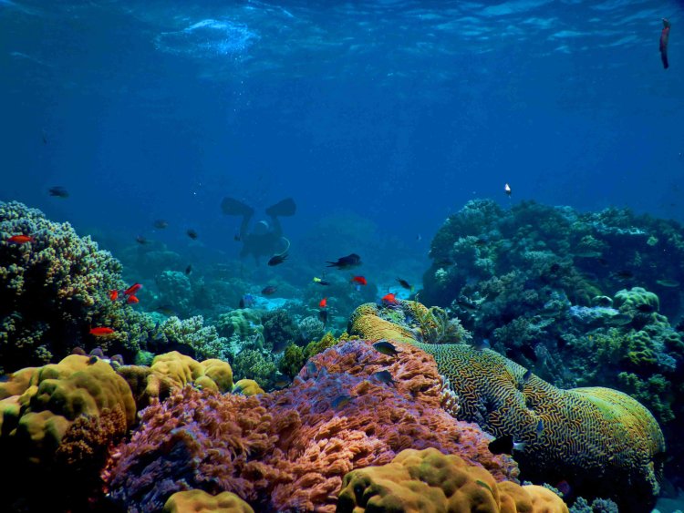 Study investigate alterations in coral microbiome caused by hypoxia