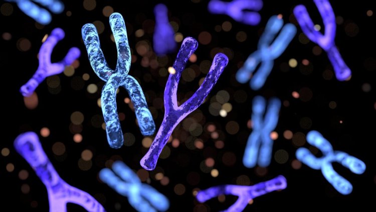 Study finds Y-chromosome impact genetic basis of digestive problems