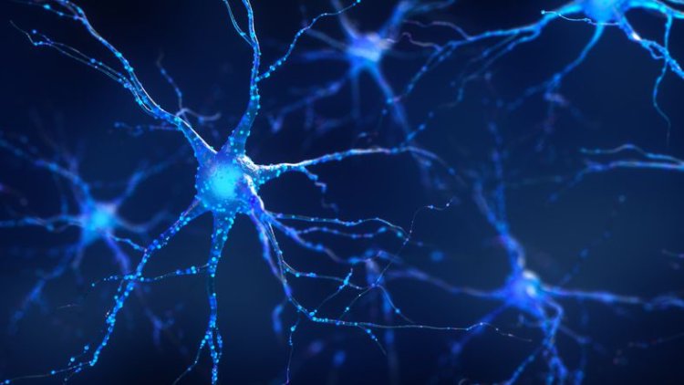 Researchers give insight into repairing nerve cells after injury, in chronic disease